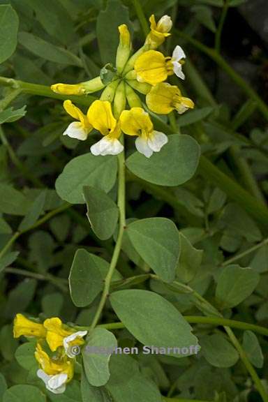 hosackia pinnata 1 graphic